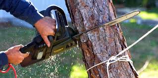 Best Leaf Removal  in Palisade, CO