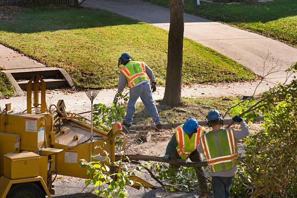 Best Tree Trimming and Pruning  in Palisade, CO