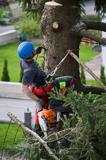Best Tree Disease Treatment  in Palisade, CO